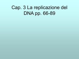 DNA P III