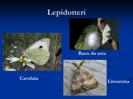 Lepidotteri - itozieri.gov.it