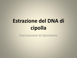 Estrazione DNA cipolla - liceo scientifico pellecchia