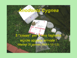 Anodonta Cygnea