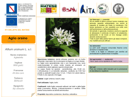 matese_template_offi..
