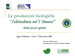 Le produzioni biologiche “l`olivicoltura nel Vibonese”
