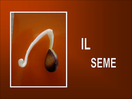 Il seme - Partecipiamo.it