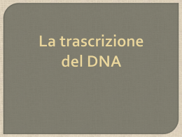 Trascrizione del DNA - Liceo Galileo Galilei