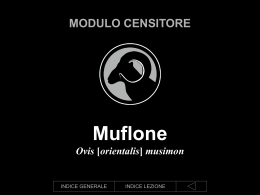 Muflone - Urca Siena