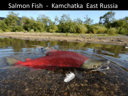 Salmon Fish Kamchatka East Russia