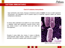 Sistema Immunitario - Sezione F Majorana