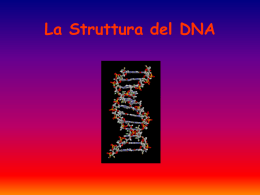 Struttura del DNA - Liceo Galileo Galilei