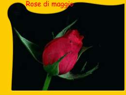 rose-maggio - Mondopps.com