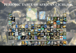 african cichlid periodic table