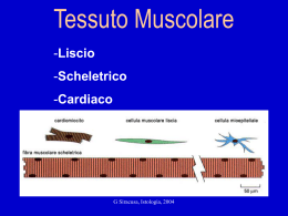 10. Tessuto Muscolare Liscio Istologia SIRACUSA