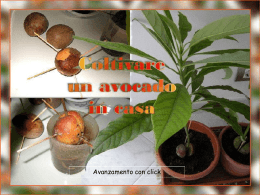 Coltivare un avocado in casa