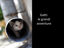 Gatti: le grandi avventure