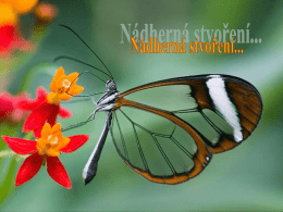 Nádherná stvoření
