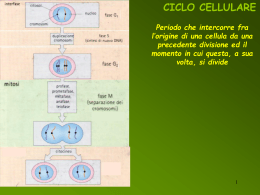 ciclo cellulare