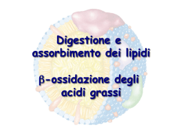 Digestione e assorbimento dei lipidi β
