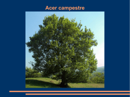 Acer campestre - Legambiente Lombardia