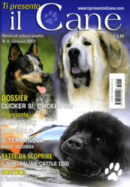 Untitled - banana bender australian cattle dog