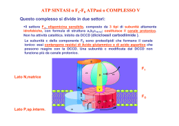 ATP SINTASI o F -F ATPasi o COMPLESSO V