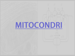 10 - Mitocondri