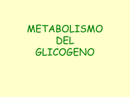 Lezione_glicogeno