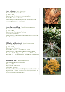 Chitalpa tashkentensis - Fam. Bignoniaceae