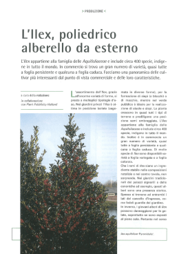 L`Ilex, poliedrico - Vestire il Paesaggio