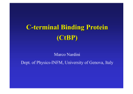 C-terminal Binding Protein (CtBP)