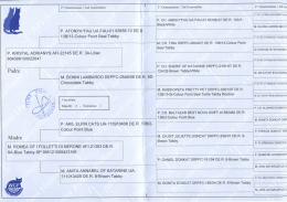 Visualizza il Pedigree - Allevamento devon rex