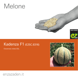 Kadenza - Enza Zaden