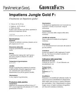 Impatiens Jungle Gold F1
