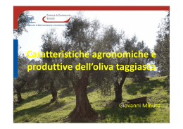 Caratteristiche agronomiche e produttive dell`oliva taggiasca