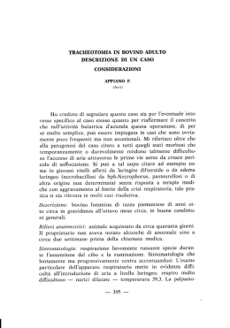 Tracheotomia in bovino adulto