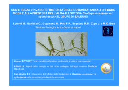 Caulerpa racemosa var. cylindracea nel golfo di Salerno