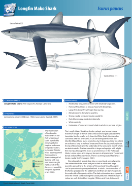 Longfin Mako Shark Isurus paucus