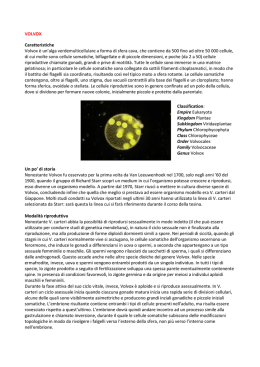 VOLVOX Caratteristiche Volvox &egrave; un`alga verdemulticellulare a