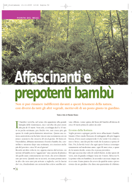 Affascinanti bambù - Un Giardiniere Scrive