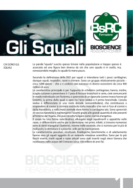 BsRC – Scheda Squali