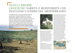 olivo e risorse genetiche: varietà e biodiversità che tracciano i