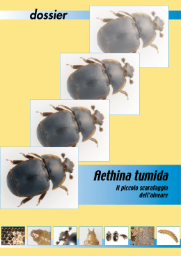 Aethina tumida: il piccolo scarafaggio dell`alveare