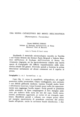 UNA NUOVA CATAGLYPHIS DEI MONTI DELL`ANATOLIA