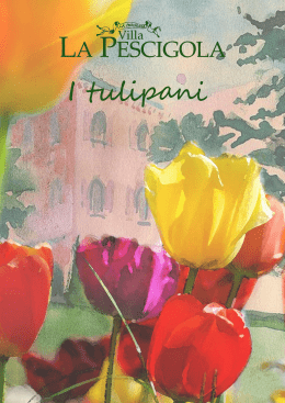 Opuscolo tulipani