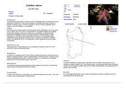 Corallium rubrum - SIC del GRIFONE