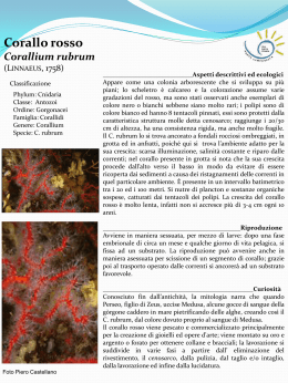 Corallium rubrum - Punta Campanella
