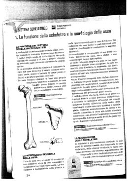 LA FUNZIDNE DEL SISTEMA SGHELETRIBIII IN SINTESI
