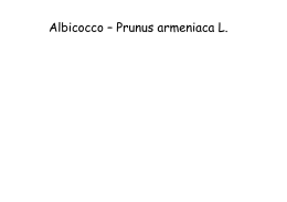 Albicocco – Prunus armeniaca L