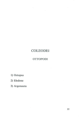 Ottopodi Octopus Eledone Argonauta