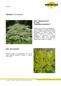 Cornus (Cornaceae)