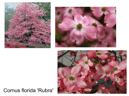 Cornus florida `Rubra`