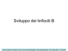 Sviluppo dei linfociti B